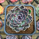 Echeveria 'Jade Bead' 2"-3" New Hybrid Succulent Plant Cutting