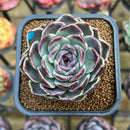 Echeveria 'Jade Bead' 2"-3" New Hybrid Succulent Plant Cutting