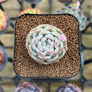 Echeveria 'Watermelon' 2" Succulent Plant Cutting