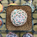 Echeveria 'Watermelon' 2" Succulent Plant Cutting