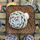Echeveria 'Watermelon' 2" Succulent Plant Cutting