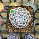 Echeveria 'Watermelon' 2" Succulent Plant Cutting