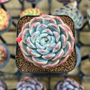 Echeveria 'Watermelon' 2" Succulent Plant Cutting