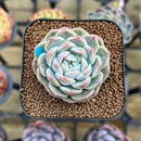 Echeveria 'Watermelon' 2" Succulent Plant Cutting