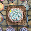 Echeveria 'Watermelon' 2" Succulent Plant Cutting