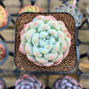Echeveria 'Phantom of Pink' 2" Succulent Plant Cutting