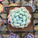 Echeveria 'Phantom of Pink' 2" Succulent Plant Cutting