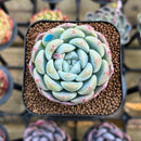 Echeveria 'Phantom of Pink' 2" Succulent Plant Cutting