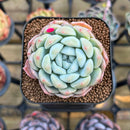 Echeveria 'Phantom of Pink' 2" Succulent Plant Cutting