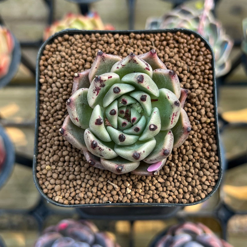 Spring Meshid Echeveria 'Meshid' 1
