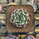 Echeveria 'Meshid' 1"-2" Succulent Plant Cutting