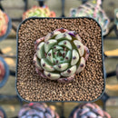 Echeveria 'Meshid' 1"-2" Succulent Plant Cutting