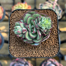 Echeveria 'Joan Daniel' 2" Succulent Plant Cutting