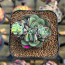 Echeveria 'Joan Daniel' 2" Succulent Plant Cutting