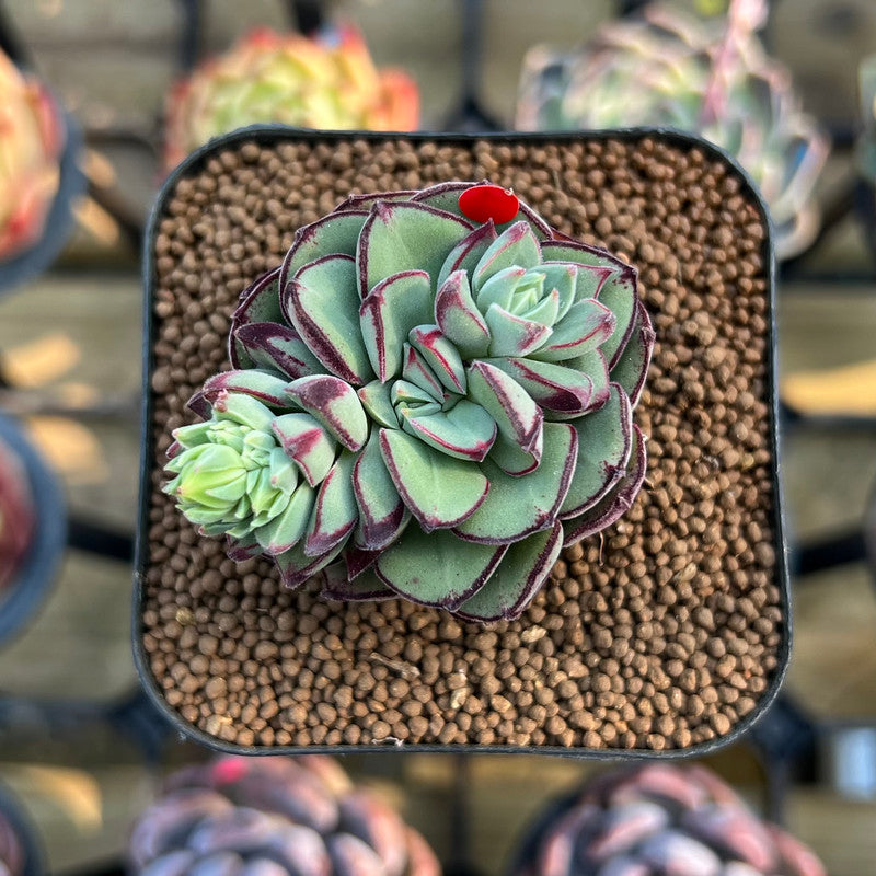daniels succulents Echeveria 'Joan Daniel' 2" Succulent Plant Cutting