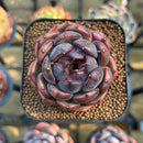Echeveria 'Black Smoke' 1"-2" Succulent Plant Cutting