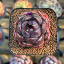 Echeveria 'Black Smoke' 1"-2" Succulent Plant Cutting