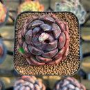 Echeveria 'Black Smoke' 1"-2" Succulent Plant Cutting