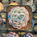 Echeveria 'Primera' 2" Succulent Plant Cutting