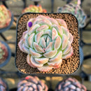 Echeveria 'Primera' 2" Succulent Plant Cutting