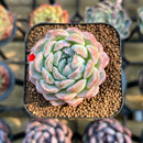 Echeveria 'Primera' 2" Succulent Plant Cutting