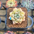 Pachyphytum 'Unicorn' 1" Small Changhee Hybrid Succulent Plant