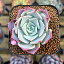 Echeveria 'Kiss Me' 2" Succulent Plant Cutting