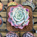 Echeveria 'Kiss Me' 2" Succulent Plant Cutting