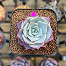 Echeveria 'Kiss Me' 2" Succulent Plant Cutting