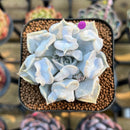 Echeveria 'Thriller Pearl' 2" Succulent Plant Cutting