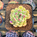 Echeveria sp. 1"-2" Succulent Plant Cutting