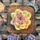 Echeveria sp. 1"-2" Succulent Plant Cutting