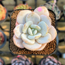 Echeveria 'Laui' 1"-2" Succulent Plant Cutting