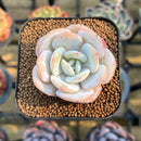 Echeveria 'Laui' 1"-2" Succulent Plant Cutting
