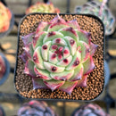 Echeveria 'Sualeu' 1"-2" Succulent Plant Cutting