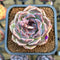 Echeveria 'Lavendar Rose' 2" Succulent Plant Cutting