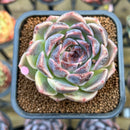Echeveria 'Lavendar Rose' 2" Succulent Plant Cutting