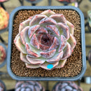 Echeveria 'Lavendar Rose' 2" Succulent Plant Cutting