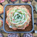 Echeveria 'Ultra Violet' 2" Succulent Plant Cutting