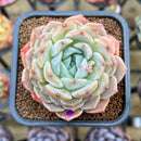 Echeveria 'Ultra Violet' 2" Succulent Plant Cutting