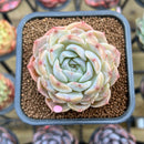 Echeveria 'Ultra Violet' 2" Succulent Plant Cutting