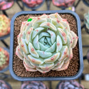 Echeveria 'Ultra Violet' 2" Succulent Plant Cutting