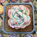 Echeveria 'Prism' 2" Succulent Plant Cutting