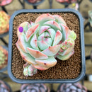 Echeveria 'Prism' 2" Succulent Plant Cutting