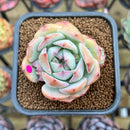 Echeveria 'Prism' 2" Succulent Plant Cutting
