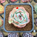 Echeveria 'Prism' 2" Succulent Plant Cutting