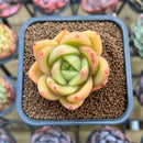 Echeveria 'Gold Jupiter' 2" Succulent Plant Cutting