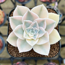 Echeveria 'Anna' Variegated 1" Succulent Plant Cutting