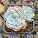 Echeveria 'Orange Monroe' 2" Succulent Plant Cutting