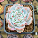 Echeveria 'Orange Monroe' 2" Succulent Plant Cutting